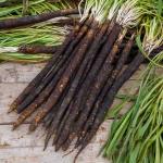 Potagères - Scorsonère Géante Noire de Russie - Légumes d'Autrefois - face recto